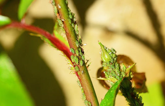Så bekämpar du bladlöss med såpa – naturligt och effektivt